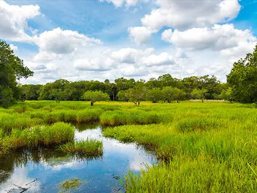 RSB wetland deliniation